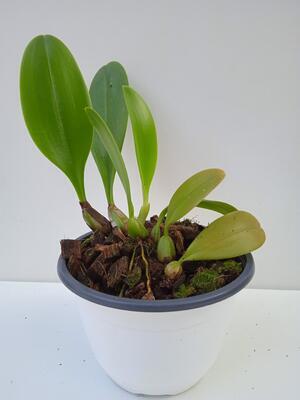 Bulbophyllum Hsinying Grand-arfa - 2