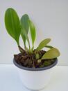 Bulbophyllum Hsinying Grand-arfa - 2/3