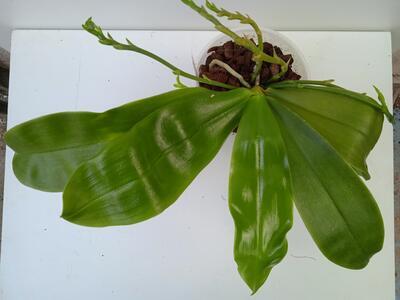 Phalaenopsis Ambotrana 'Dark Yellow' x violacea 'Dark Norton' - 2