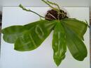 Phalaenopsis Ambotrana 'Dark Yellow' x violacea 'Dark Norton' - 2/3