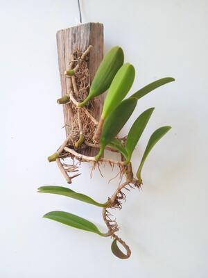 Bulbophyllum cheiri var. flava - 2