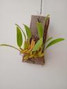 Bulbophyllum biflorum - 2/4