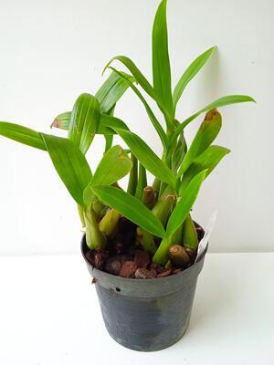 Liparis parviflora (velký trs) - 2