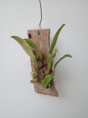 Bulbophyllum papulosum - 2
