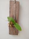 Bulbophyllum lemniscatoides - 2/3