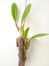 Bulbophyllum grandiflorum - 2/3