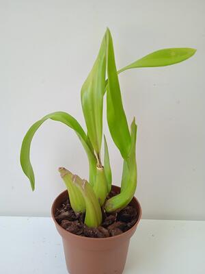 Liparis parviflora - 2