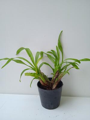 Eria concolor - 2