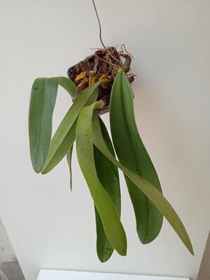 Bulbophyllum phalaenopsis x Bulbophyllum cruentum - 2