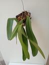 Bulbophyllum phalaenopsis x Bulbophyllum cruentum - 2/3