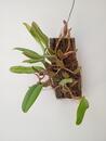 Bulbophyllum fascinator - 2/3