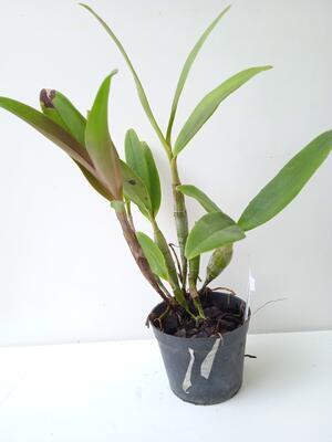 Epidendrum stamfordianum - 2