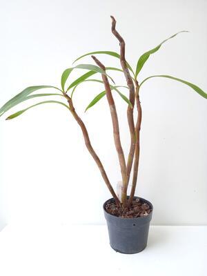 Eria floribunda - 2