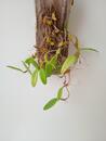 Bulbophyllum lasiochilum 'Myanmar' - 2/2