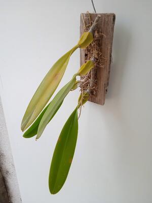 Bulbophyllum schinzianum - 2