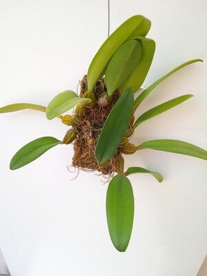 Bulbophyllum sanguineopunctatum x B. phalaenopsis - 2