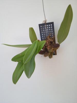 Bulbophyllum frostii x B. phalaenopsis - 2