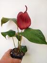 Anthurium scherzerianum (tmavě červené) - 2/2
