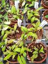Hoya parviflora - 2/3