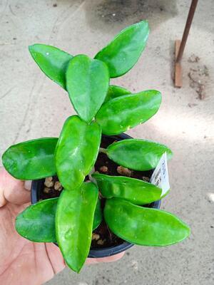 Hoya carnosa 'Krinkle 8' - 2