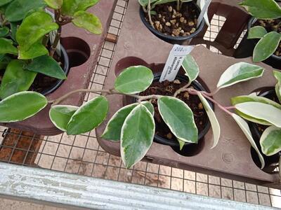 Hoya carnosa 'bicolor' - 2