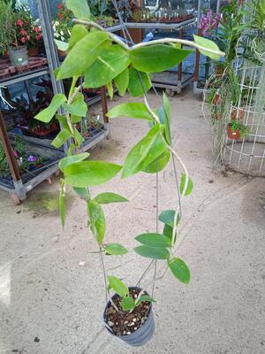 Hoya densifolia - 2