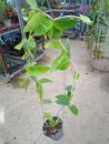 Hoya densifolia - 2/3