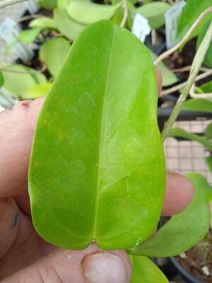 Hoya montana 'Long Leaf' (zakořeněný řízek) - 2