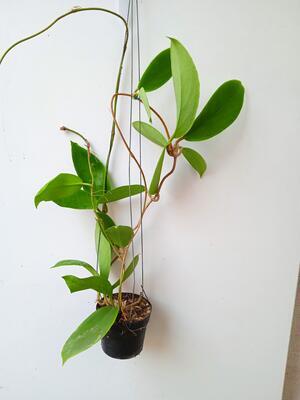 Hoya macgregori - 2
