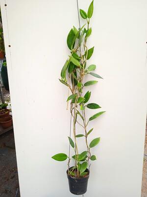 Hoya australis ssp. rupicola - 2