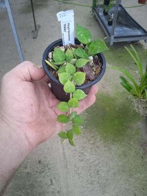 Hoya lacunosa 'Malay' - 2
