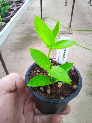 Hoya densifolia (zakořeněný řízek) - 2