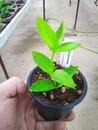 Hoya densifolia (zakořeněný řízek) - 2/2