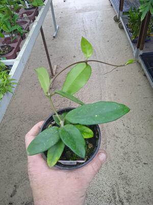 Hoya dasyantha - 2