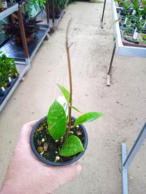 Hoya acuta 'Red Leaf' - 2
