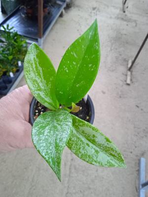 Hoya pubicalyx  cv. Silver Pink - 2