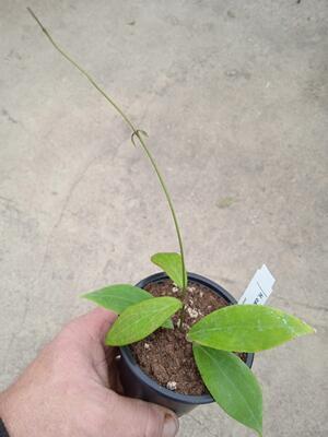 Hoya camphorifolia - 2