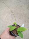 Hoya camphorifolia - 2/2
