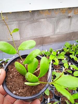 Hoya incurvula 'Sulawesi' - 2