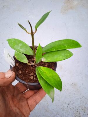 Hoya diversifolia - 2