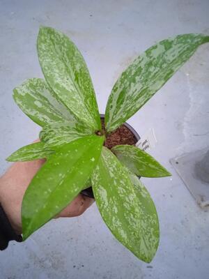 Hoya pubicalyx 'splash' - 2