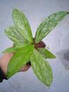Hoya pubicalyx 'splash' - 2/4