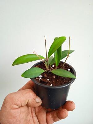 Hoya anncajanoae - 2