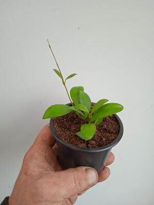 Hoya ruscifolia - 2