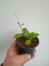 Hoya ruscifolia - 2/3