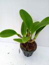 Blc. Thai Orchid No. 3 - 2/5