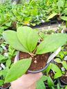 Hoya erythrostemma 'Pink' - 2/4