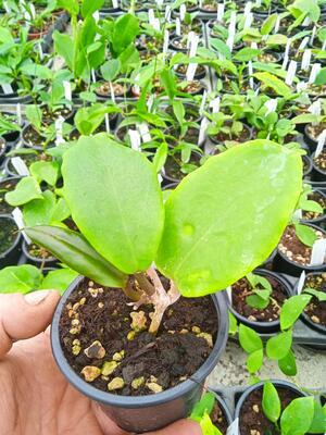 Hoya bicolor - 2