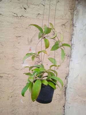 Hoya merrillii 'long leaves' - 2