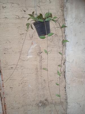 Hoya parviflora - 2